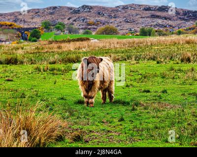 Highland cow roams free in the village of  Plockton, Jewel of the Highlands, part of the  North Coast 500 Route, Scotland Stock Photo
