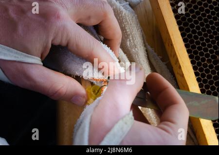 Beekeeper Grafting Larvae to Make Queen Bees Stock Photo
