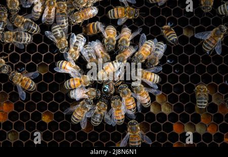 Queen Honey Bee Surrounded by her Attendants Stock Photo