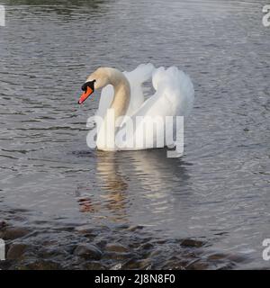 A Cob Mute Swan, Cygnus Olor, displaying his wings. His white feathers contrasting against the dark coloured rippled water on a sunny evening. Stock Photo