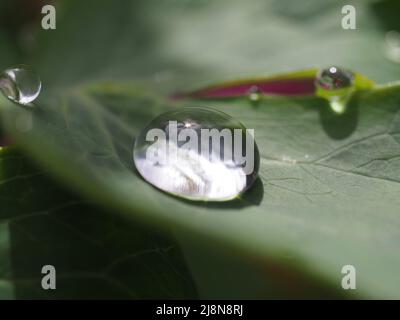 Close up macro shot of water drops on a green leaf. Shallow depth of focus. Sun & clouds in sky reflected in water drop. Stock Photo