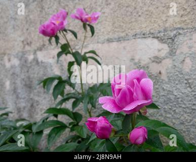 Pink peonies with rain drops on the flower head in the garden. In the background is a wall of old house. Stock Photo