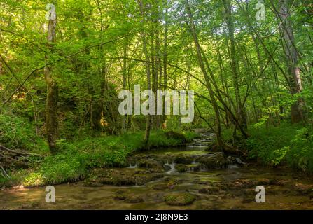 Forest stream stock photo. Image of spring in the forest with stream Nežica, Kočevje, Slovenia. Year 2021 Stock Photo