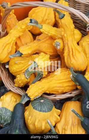 Basket of gourds. Stock Photo