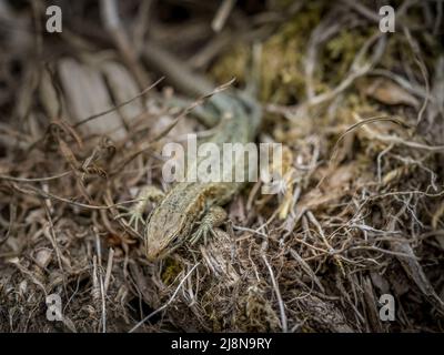 Common lizard aka Zootoca vivipara, Devon, UK. Stock Photo