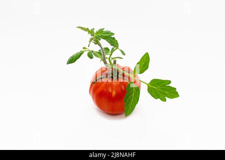 Tomato fruits damaged by bacterial disease. Cracking of a tomato as a result of excess moisture. Crop loss. Close-up Stock Photo