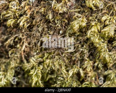 Spider camouflage, Pardosa sp arachnid on moss. UK. Stock Photo