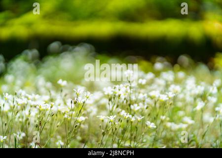 Close-up of small white flowers with a green background out of focus. Stock Photo