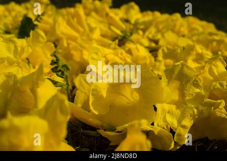 Selective focus of trumpet shaped Beautiful bunch of Tecoma flowers also known as Yellow elders with greenery background Stock Photo
