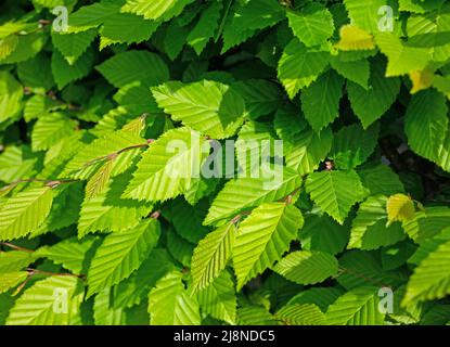 Young leaves of the hornbeam, Carpinus betulus, in spring Stock Photo