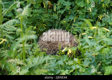 A European hedgehog sleeping in the corner of a garden. Spain. Stock Photo