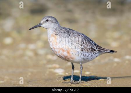 Red knot (Calidris canutus) The commonest subspecies in New Zealand, rogersi, breeds on Chukotka Peninsula in far-eastern Russia., Credit:Robin Bush / Stock Photo