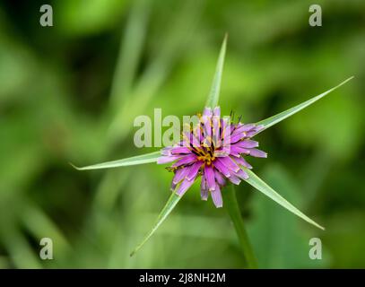 Macro photo of common or purple salsify flower. Stock Photo