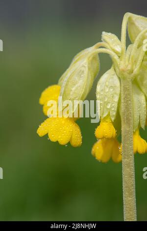Close up of a cowslip (primula veris) flower covered in dew droplets Stock Photo