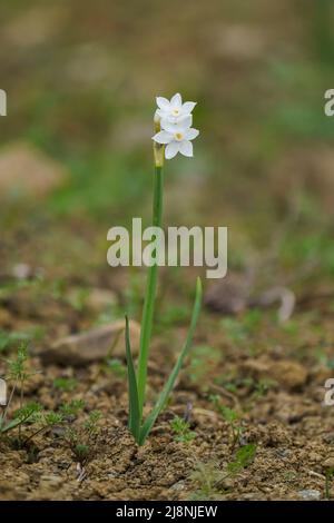 Paper white daffodil, paperwhite, Narcissus papyraceus, growing in andalusian mountains, Spain Stock Photo
