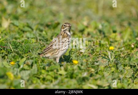 The meadow pipit (Anthus pratensis) foraging on a green grass field, Spain. Stock Photo