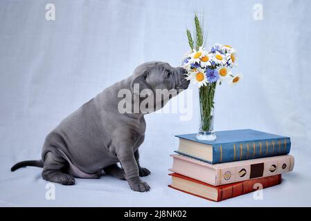 Thai Ridgeback Puppy Sniffs Flowers Stock Photo