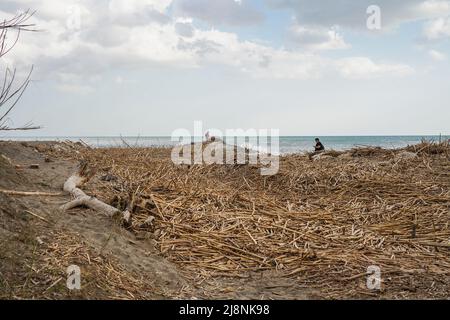 Debris, canes, giant reed canes, left after severe weather, covering the beach at river mouth Gudalhorce, Malaga, Spain. Stock Photo