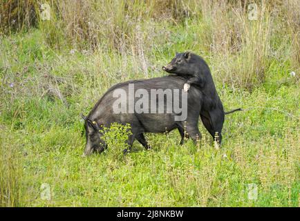 Wild boar hybrids, Pig Hybrids roaming around near an urbanisation in Spain. Stock Photo