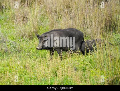 Wild boar hybrids, Pig Hybrids roaming around near an urbanisation in Spain. Stock Photo