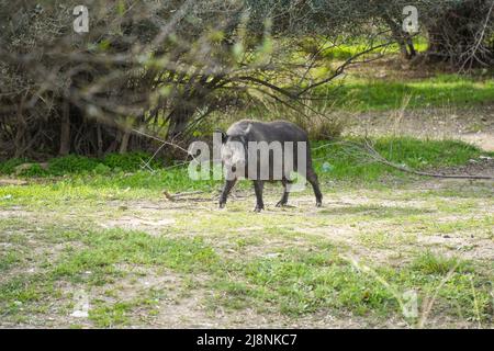 Wild boar hybrids, Pig Hybrids roaming around near an urbanisation in Spain. Stock Photo