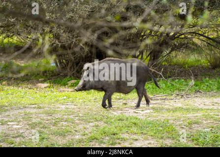 Wild boar hybrids, Pig Hybrids roaming around near an urbanisation in Spain. Stock Photo