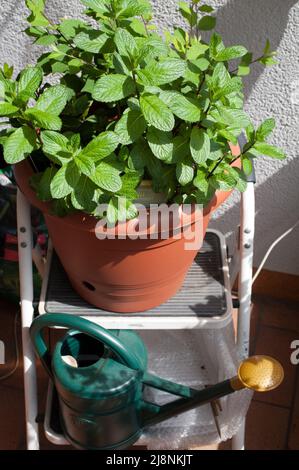 Large flower pot with mint and watering can on a small ladder Stock Photo