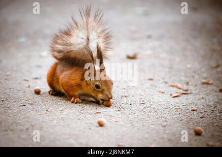 squirrel eats nut on a ground Stock Photo