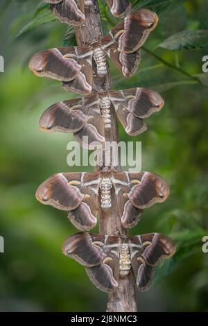 The Ailanthus silkmoth, Samia cynthia, Inside the Butterfly Park, Benalmadena, Costa del Sol, Spain. Stock Photo