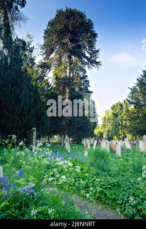 A monkey puzzle tree (Araucaria araucana) in Southampton Old Cemetery, Hampshire, England, UK Stock Photo