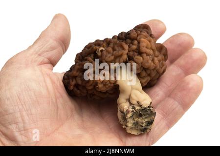 Gyromitra esculenta is conditionally edible mushroom on the man hand on white background Stock Photo