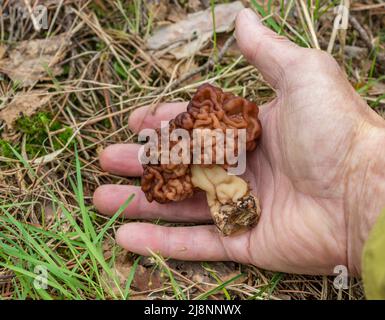 Gyromitra esculenta is conditionally edible mushrooms growing in the forest in spring Stock Photo