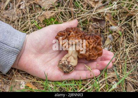 Gyromitra esculenta is conditionally edible mushroom on the child's hand Stock Photo