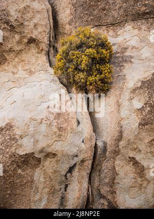 Cliff Golden bush hanging on to the side of a rock cliff in Joshua Tree National Park. Stock Photo