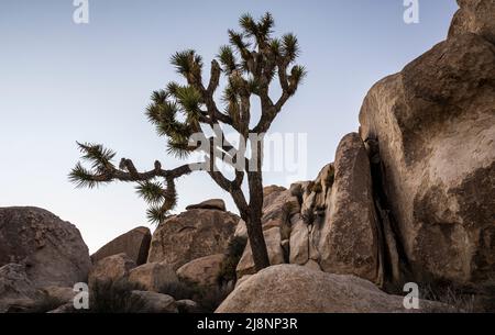 Joshua Trees and rock formations under clear skies at dusk in Joshua Tree National Park. Stock Photo