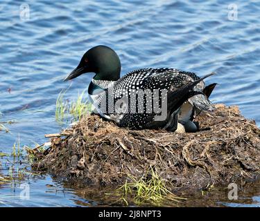 Loon nesting and protecting brood eggs  in its environment and habitat with a blur blue water background. Loon Nest Image. Loon Brood Eggs. Stock Photo