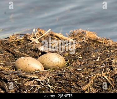 Loon eggs and nest building with marsh grasses and mud on the side of the lake in their environment and habitat in a magical time. Beginning of Life. Stock Photo