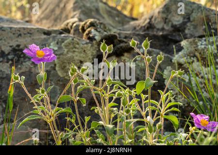 Close up photo of pink or hoary rock rose with the huge rocks on background. Stock Photo