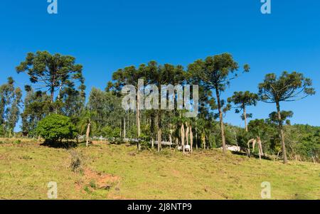 Araucaria Angustifolia trees in the countryside of Tres Coroas - Rio Grande do Sul, Brazil Stock Photo