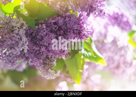 Lilac flowers with green leaves. Sunny light leaks. Floral background Stock Photo
