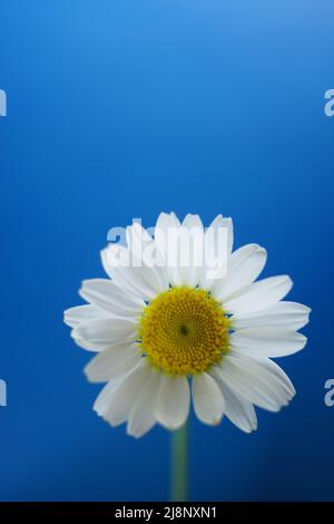 White chamomile on a vivid blue background. Stock Photo
