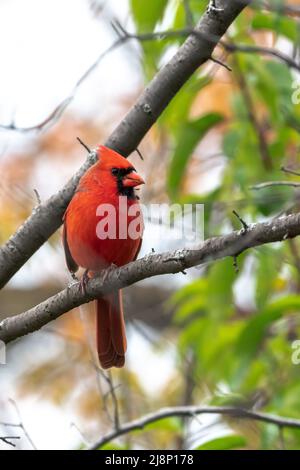 A closeup wildlife bird photograph of an adult male Northern Cardinal perched on a tree branch in the forest in the Midwest. Stock Photo