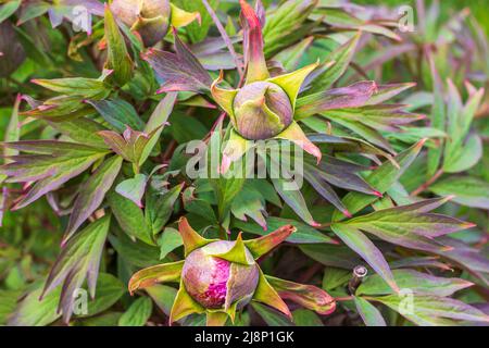 Close up view of blooming pink peony buds in garden. Gardening concept. Sweden. Stock Photo