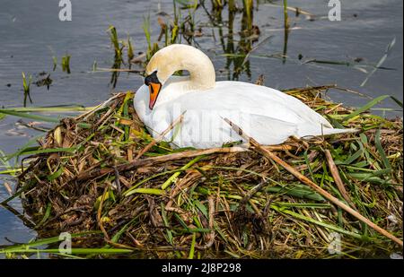 Female mute swan or pen (Cygnus olor) sitting on large reed nest in a reservoir, East Lothian, Scotland, UK Stock Photo