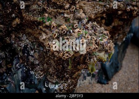 Marine life in exposed rock pools at low tide, Saunton Sands, Devon Stock Photo