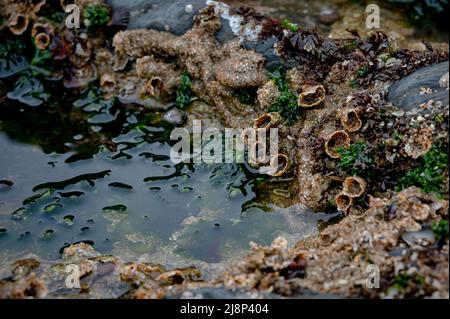 Marine life in exposed rock pools at low tide, Saunton Sands, Devon Stock Photo