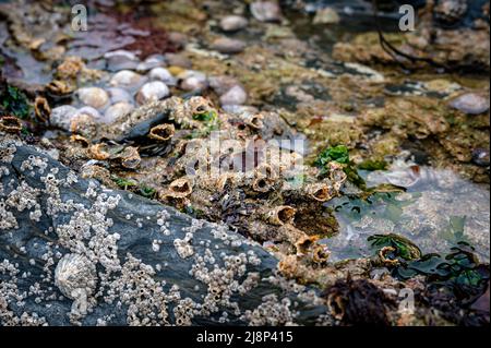 Marine life in exposed rock pools at low tide, Saunton Sands, Devon Stock Photo