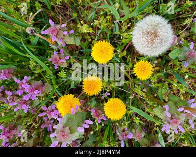 Wildflowers yellow dandelions and lilac nettle flowers on green grass background, top view. Stock Photo