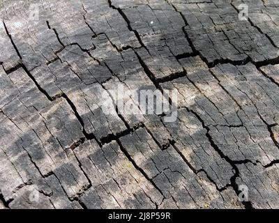 Cracked texture of a cut hemp of an old tree close-up for the whole frame Stock Photo