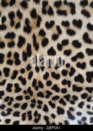 Leopard skin close-up with texture of spots and wool for the whole frame Stock Photo